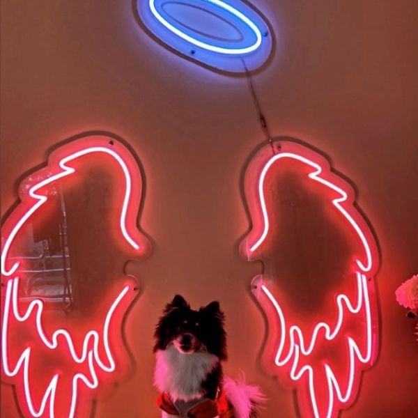 Light Up Angel Wings with Halo by CUSTOM NEON® pictured with a cute doggie @kappa