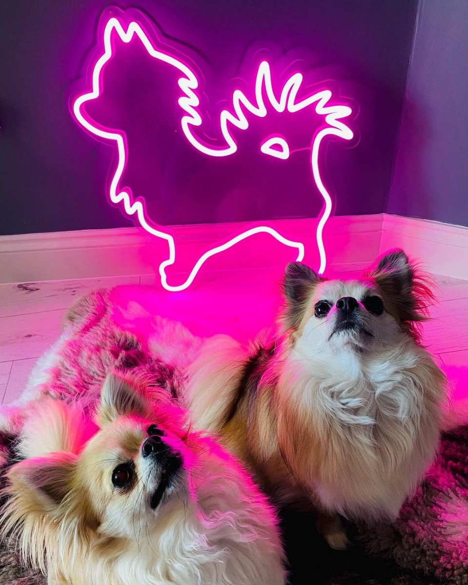 Pink Custom Neon® line art drawing of a chihuahua @adventuresjuniorelvisbeaunancy