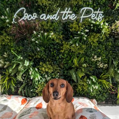 White Custom Neon® doggy daycare business name sign on green wall above a dachshund on a doggy bed @cocoandthepets