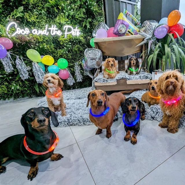 White Custom Neon® doggy daycare business name sign on green wall with party balloons and small dogs in the foreground @cocoandthepets