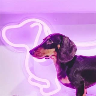 Dachshund dog neon art by Custom Neon™
