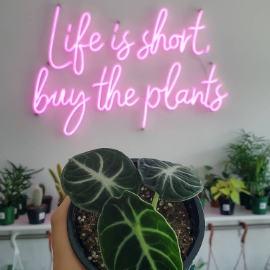 Pink Custom Neon® quote sign Life is Short Buy the Plants @planted_souls