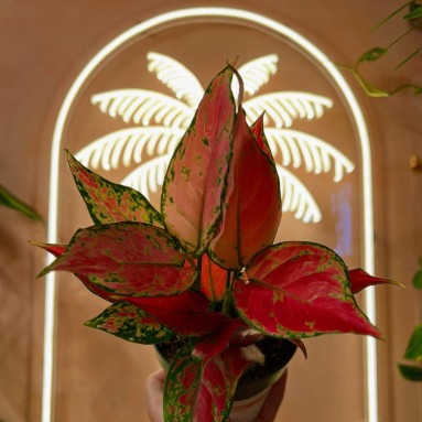 Warm white palm try by Custom Neon® @nice.things.plant.store