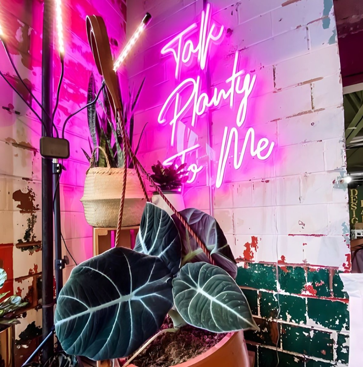 Talk Planty to Me pink Custom Neon® quote sign on a distressed brick wall behind a pot plant @growgiesenplantshop