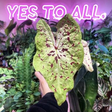 Custom Neon® pink Yes To All sign @glass_.house